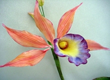 chocolate specialties